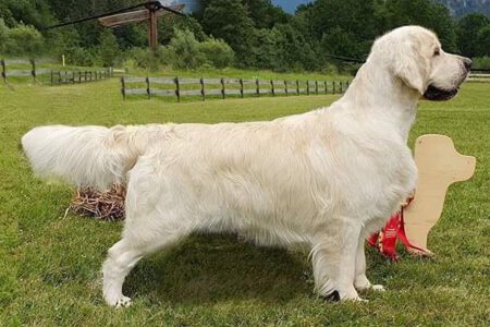Matheo ( Shardanell Theo)